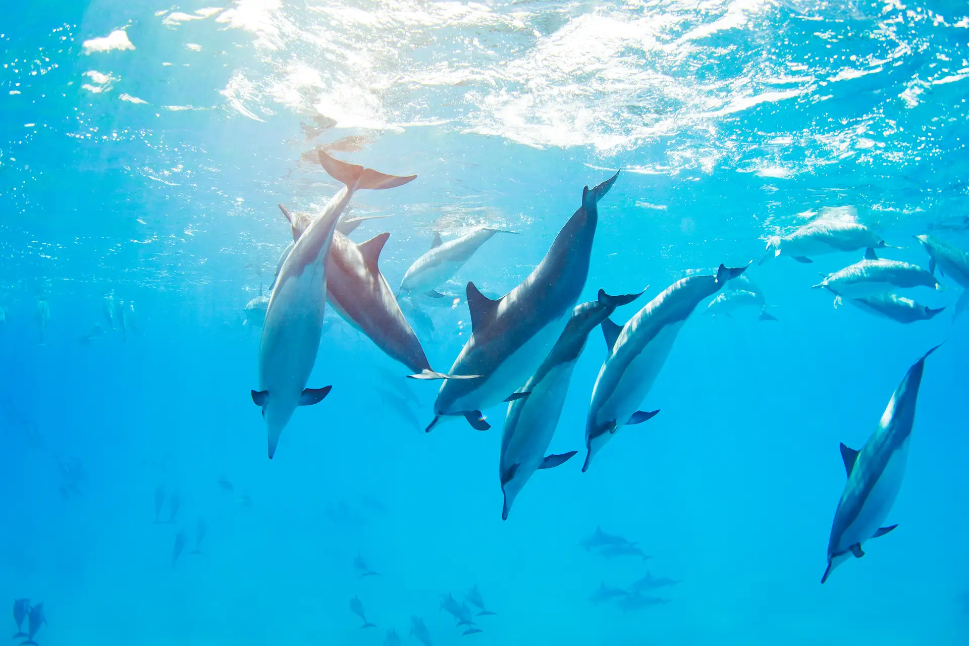 Genoa Aquarium
